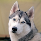 Название проекта 1